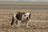 BOULEDOGUE AMERICAIN 140